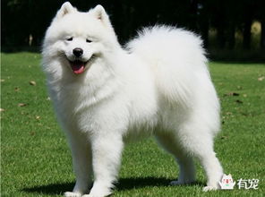 金毛犬和萨摩耶哪个好