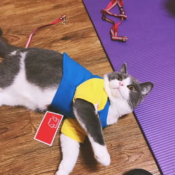 哪里有训练猫的