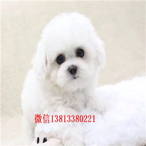 比熊犬生小狗要多久