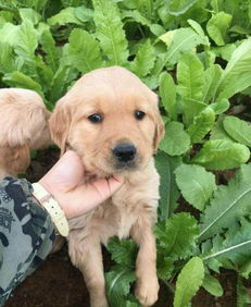 金毛犬会生哪些皮肤病