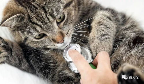 如何抢救猫咪