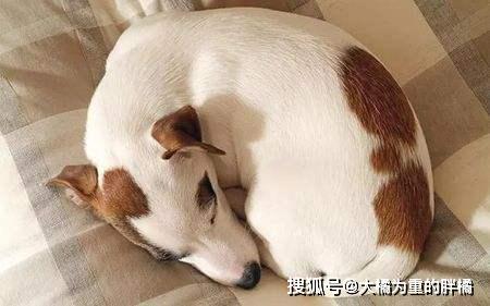 小狗睡觉的姿态有哪些