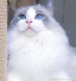 眼睛蓝色的猫有哪些