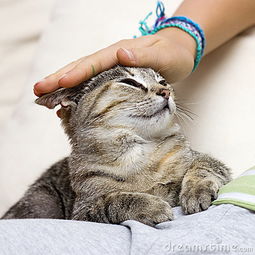 猫喜欢人摸它哪里