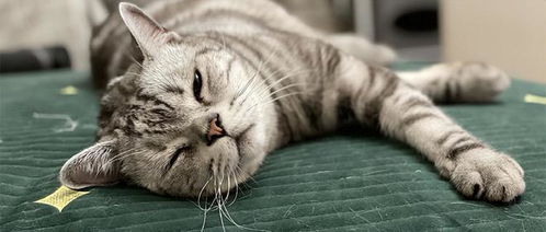 猫过敏会怎么样