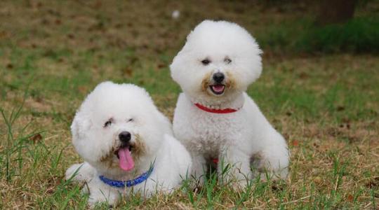 比熊犬智商如何