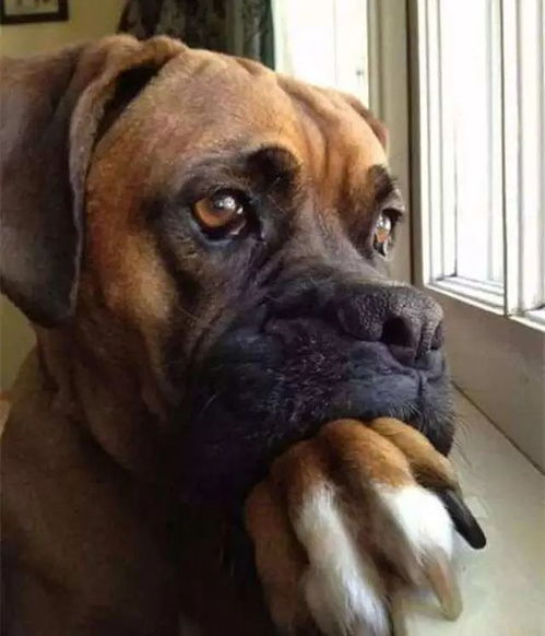 狗狗可以自己呆多久
