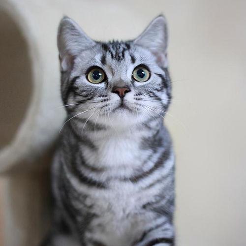 用哪些适合美短吃的猫粮