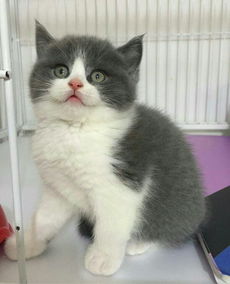 新买的小猫多久洗澡