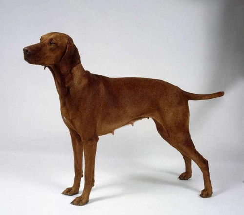 哪些犬是短毛犬