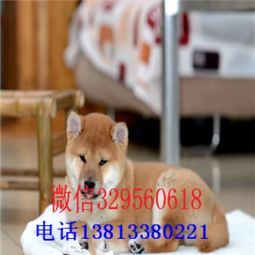 临汾哪里有犬舍