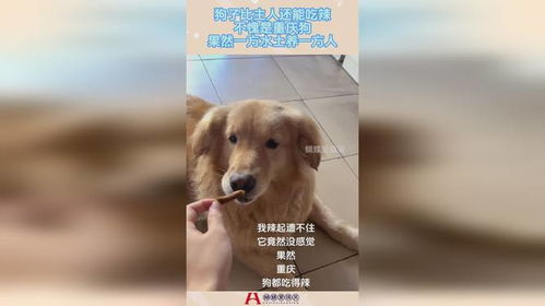 给狗吃辣椒会怎么样
