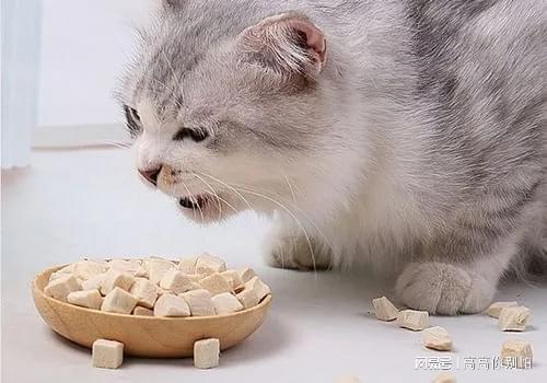 如何防止小猫挑食