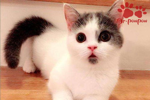 猫打完疫苗多久能驱虫