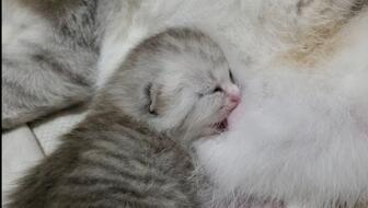 刚出生的猫是怎么样的