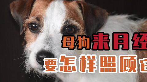狗狗来月经一次来多久