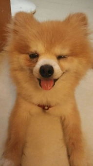 博美犬疫苗多久打完