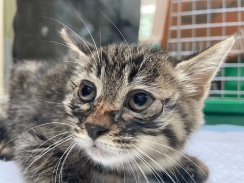 重庆哪里可以领养猫
