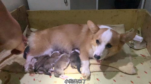 如何接生小狗