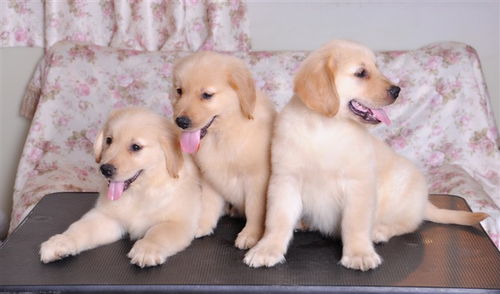 如何选好金毛犬