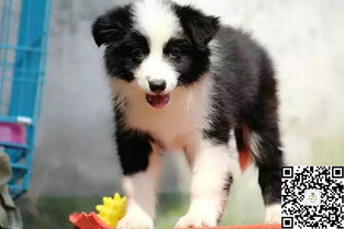 边境牧羊犬疫苗多久