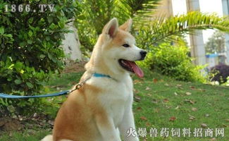 如何训练秋田犬走路