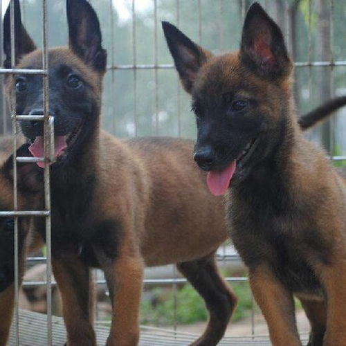 马犬狼青犬哪个好养活