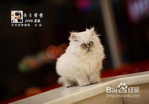 猫急性肠胃炎如何治疗