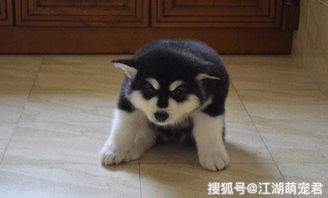 小狗不拉屎多久正常