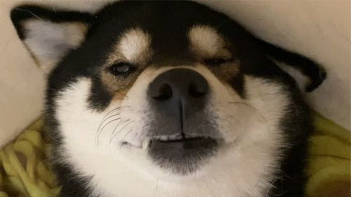 狗狗扒窝后多久生产