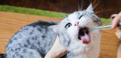 多久给猫驱一次虫