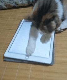 自制猫饭和猫粮哪个好