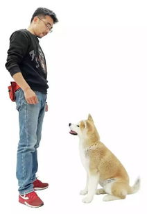 如何训练狗狗不咬手