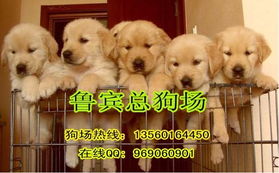 哪里能买到导盲犬