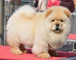 松狮犬在哪里买