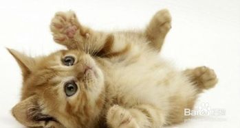 如何帮小猫排泄