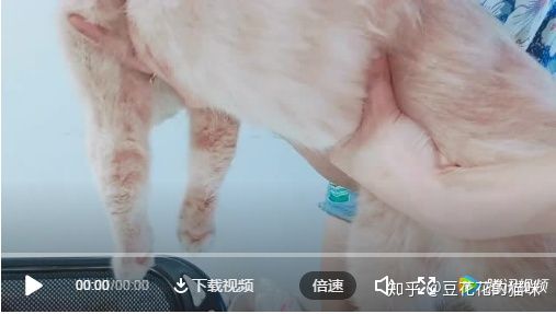 猫的膀胱在哪里怎么摸