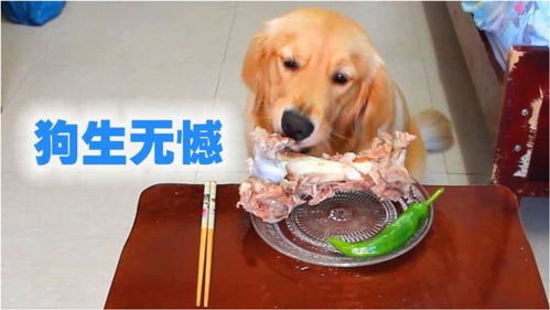 狗吃的骨头煮多久