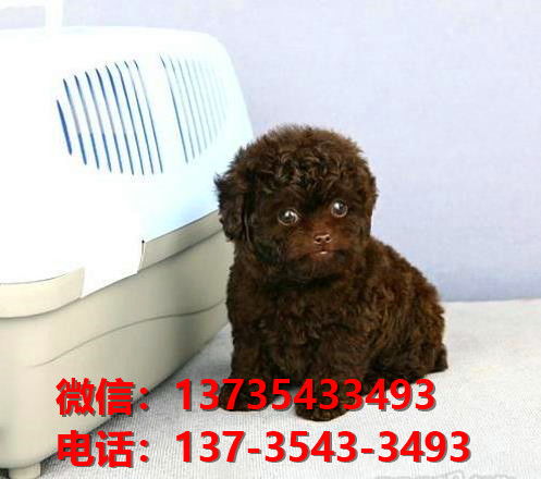 哪里有贵宾犬买