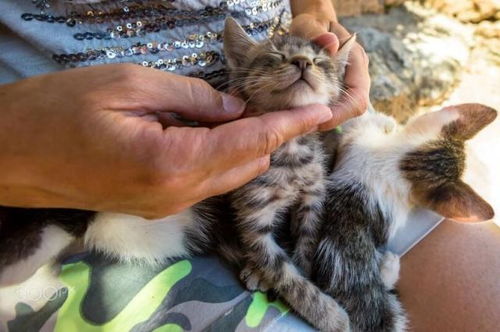 猫不喜欢什么味道
