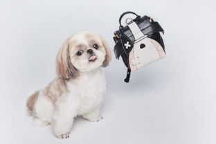 狗狗必备品有哪些