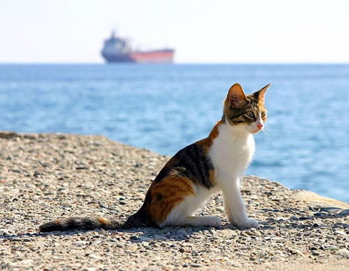 如何帮雌猫避孕