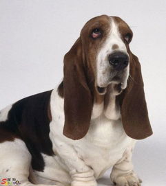 小耳朵犬有哪些品种