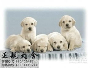 顺德哪里有狗