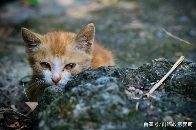 哪些地方容易捡到猫