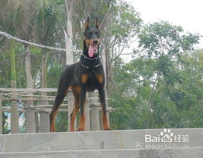 杜宾犬如何选择