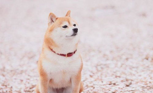 萨摩耶和柴犬哪个好养
