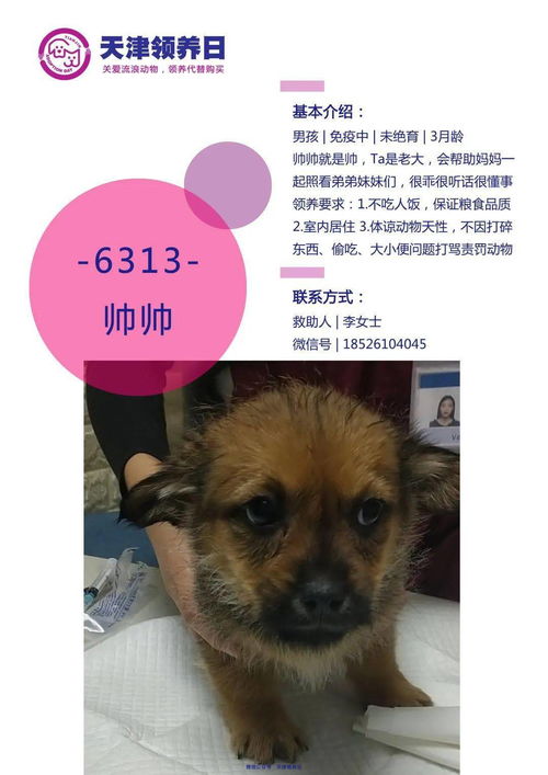 天津哪里有收养狗的