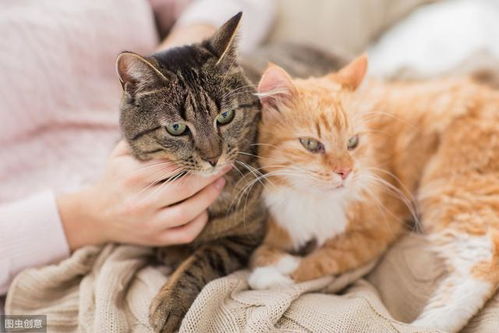 如何把猫养好