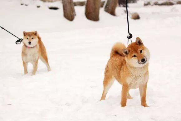 柴犬和雪纳润哪个好养